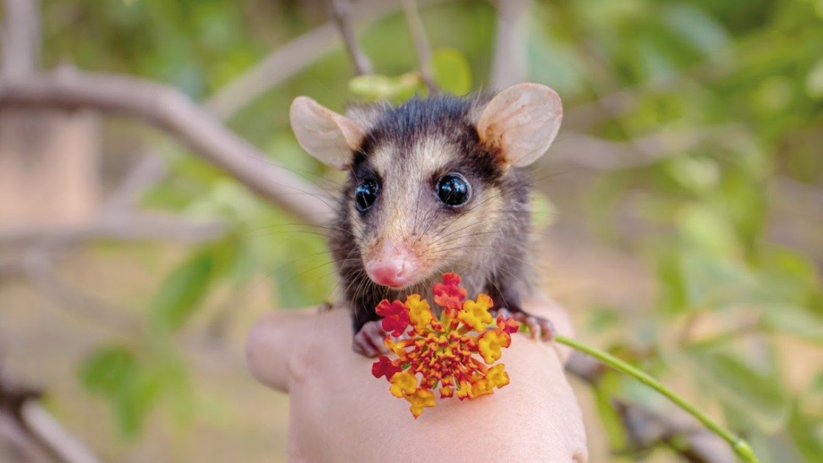 Nomes do gambá variam entre regiões do Brasil