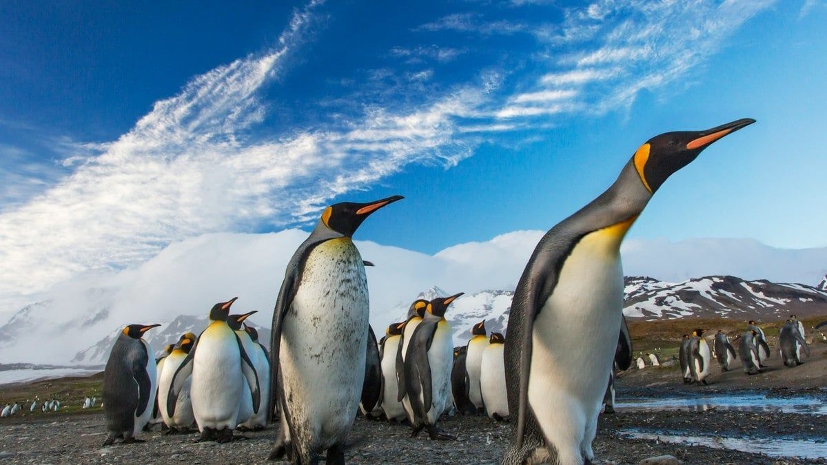 Pinguins-imperadores enfrentam extinção devido a mudanças climáticas