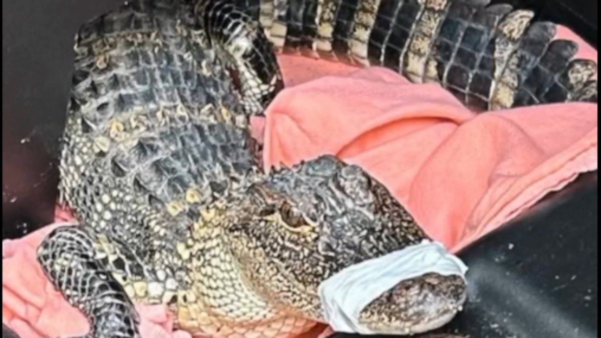 Jacaré mal-humorado é capturado pela polícia na Flórida