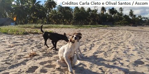 Campanha de vacinação antirrábica para cães e gatos começa nesta segunda, 22. Em Penedo dia 27