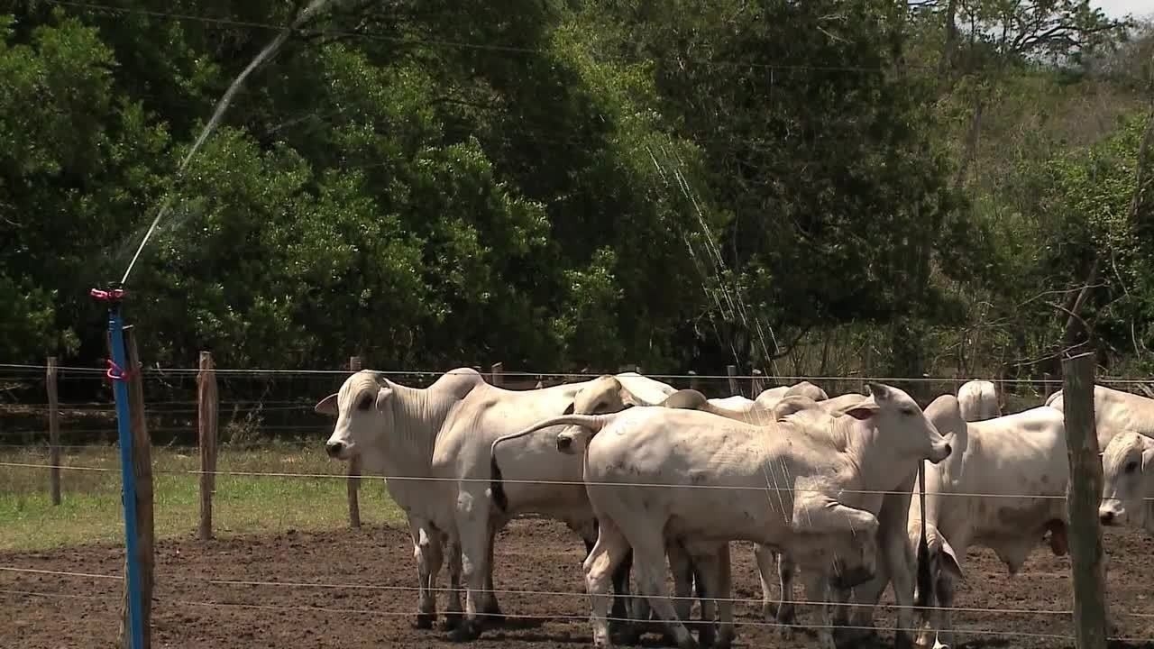 Inovação na Pecuária: Hotel do Boi em Alagoas