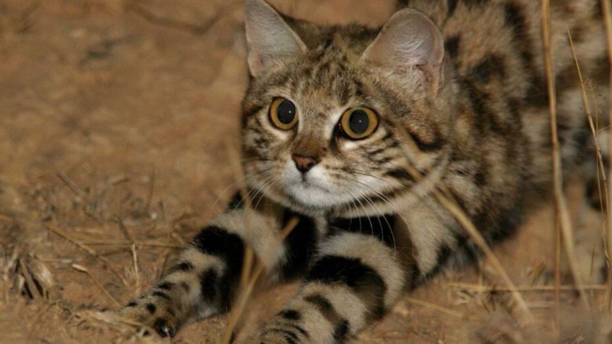 Gyra, a gata mais mortal do mundo impressiona cientistas