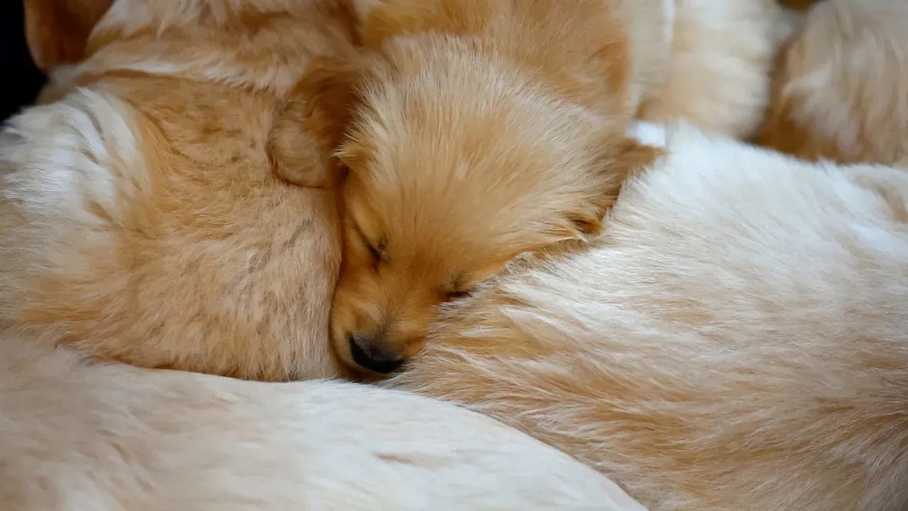 Seis pessoas presas por venda de animais inexistentes na Espanha