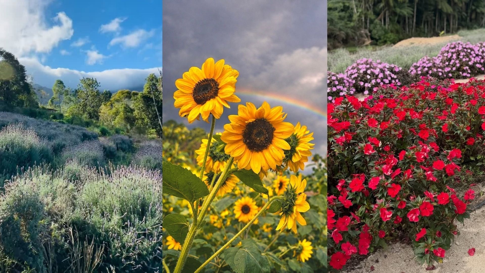 Descubra os Campos de Flores e Lavandários no Espírito Santo