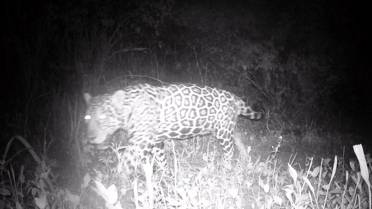 Onça-pintada é vista novamente no Rio de Janeiro