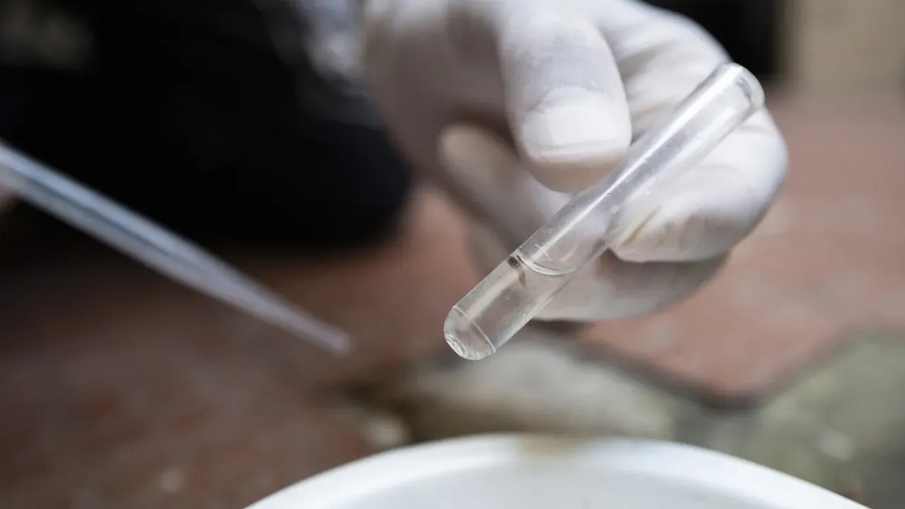 São Paulo declara emergência em saúde por dengue