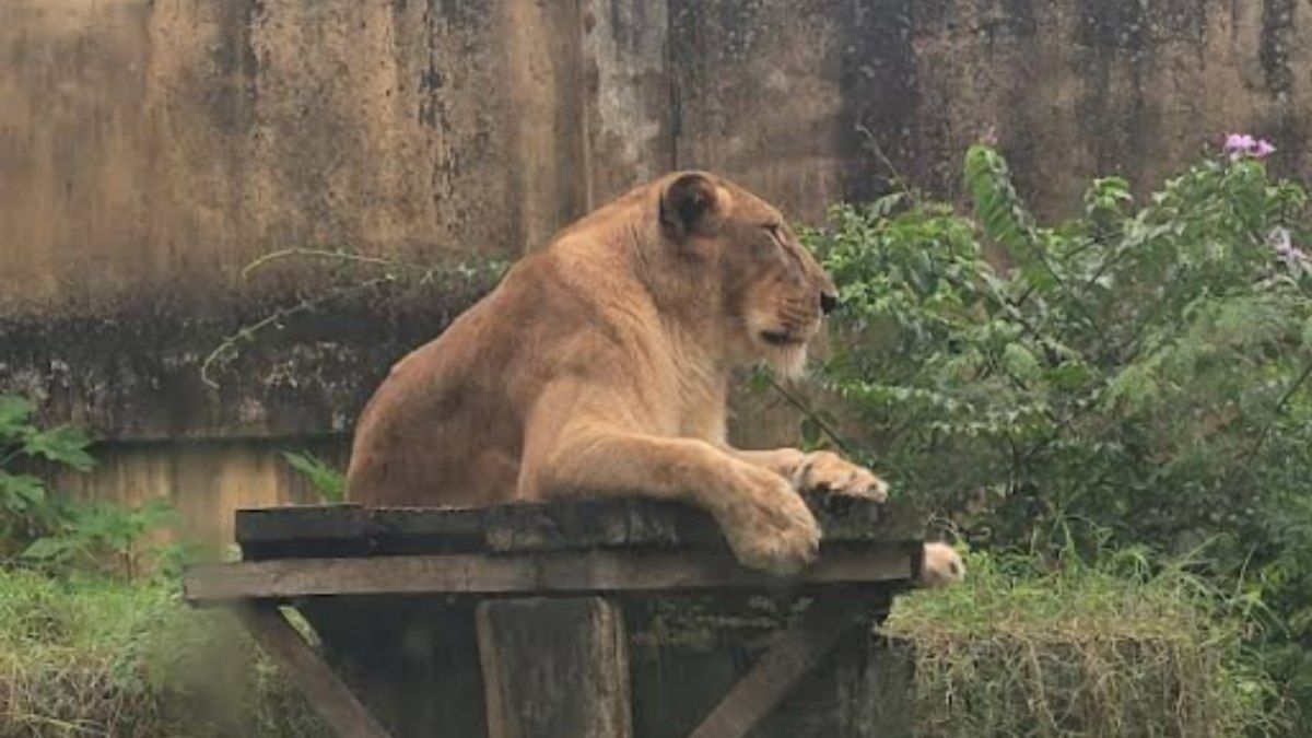 Zoológico afirma que leoa que matou jovem não será sacrificada