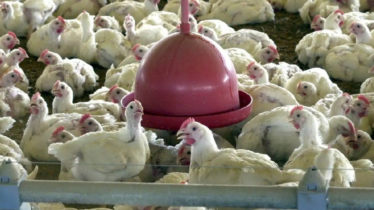 País investiga 12 casos suspeitos de gripe aviária