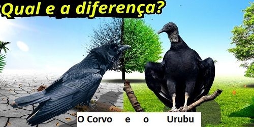 Quando a inteligência é curta, a crítica perde a razão