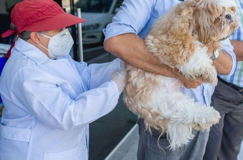 Maceió promove vacinação gratuita contra raiva de pets