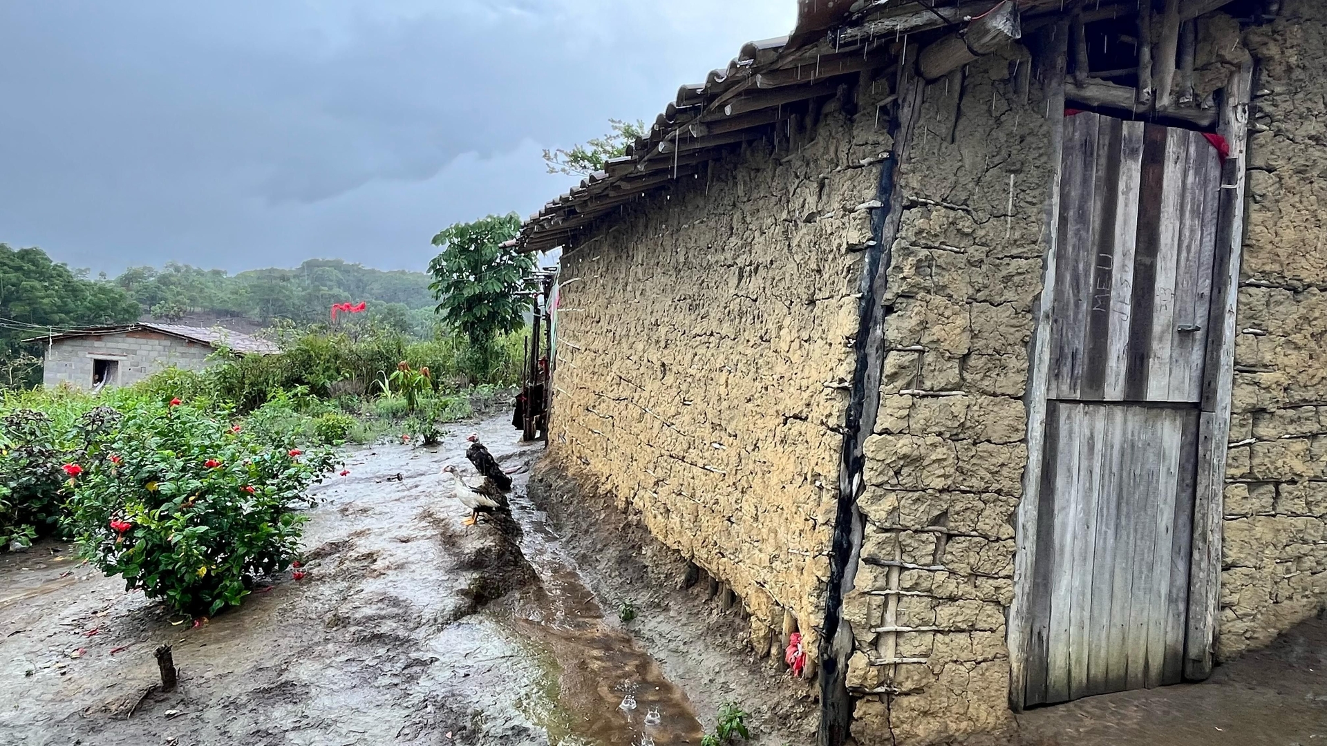 Aldeia Wassu-Cocal tem risco com casas de taipa