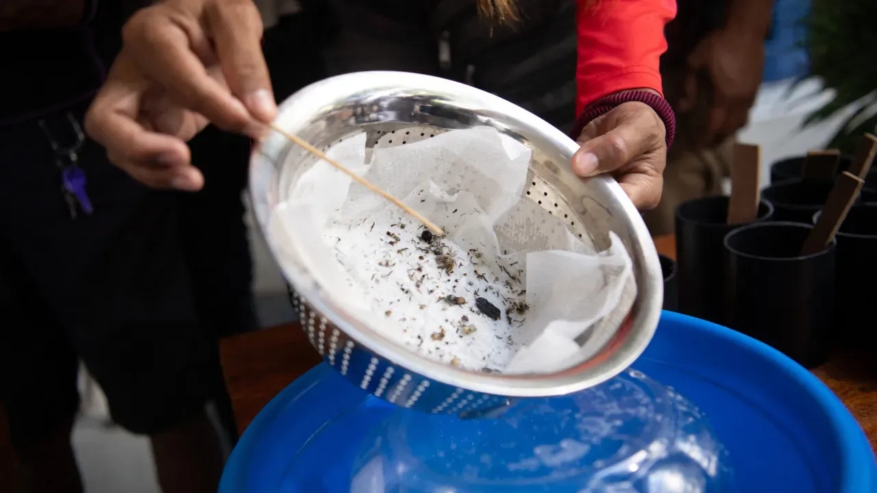 Janeiro de 2025 é o segundo mês mais letal por dengue