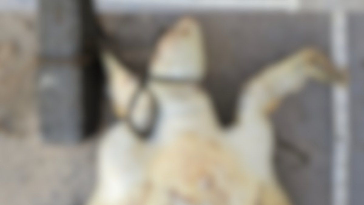 Tartaruga encontrada morta em SC com bloco no pescoço