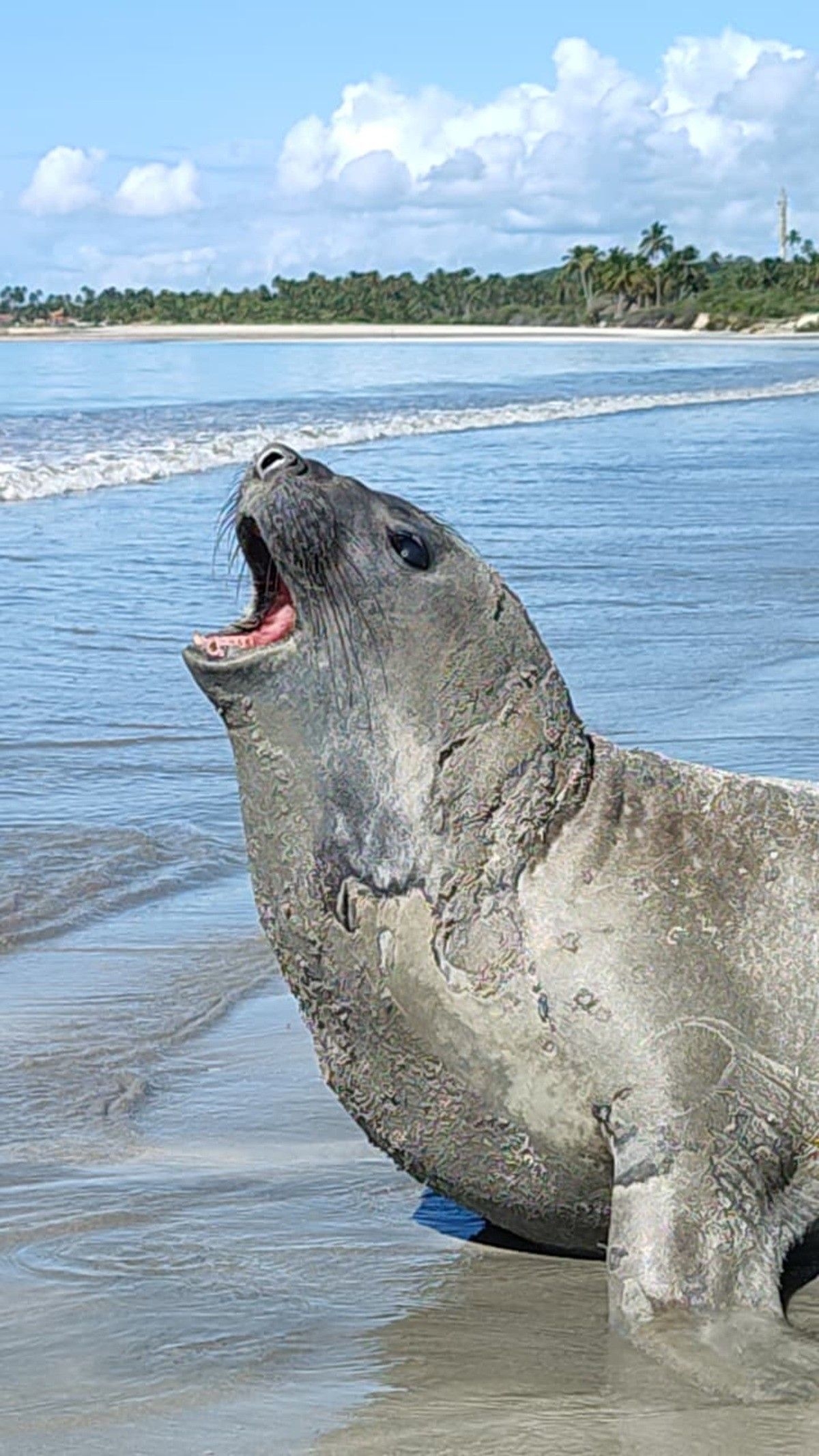 Morte do elefante-marinho Leôncio gera ataques em Alagoas