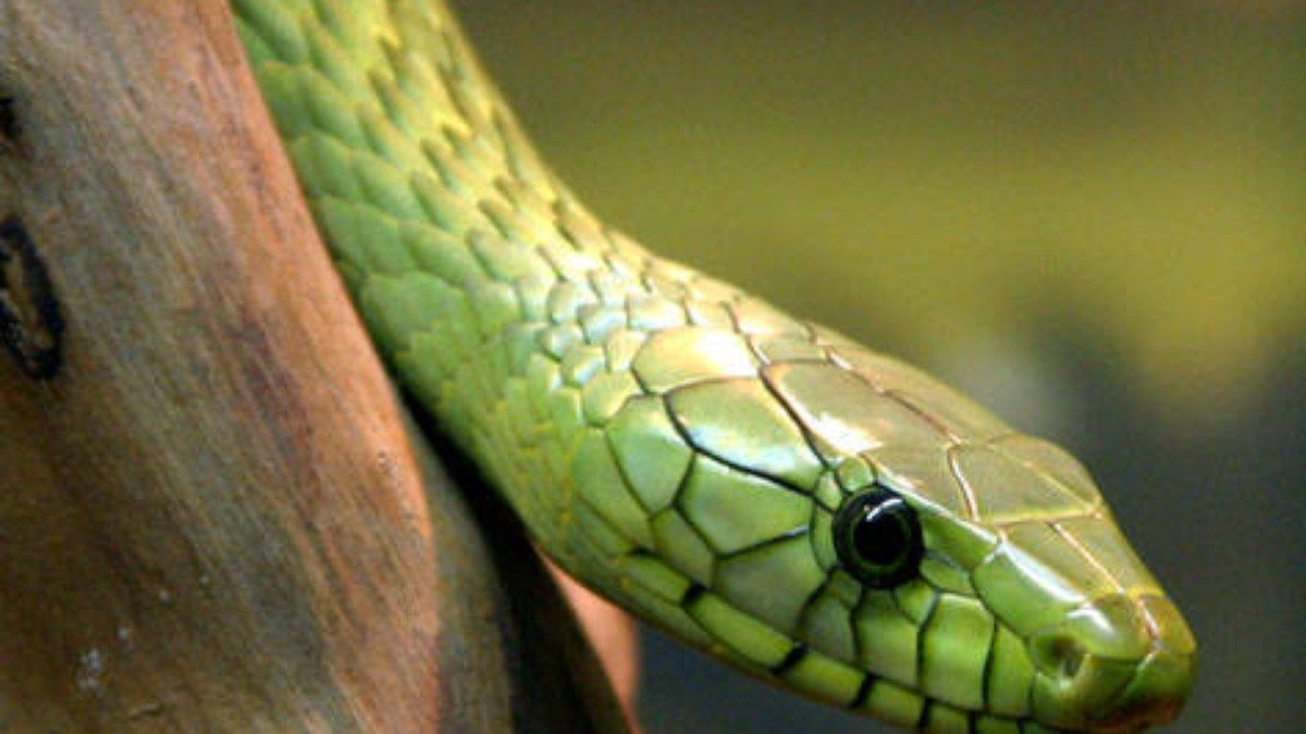 Mamba-verde: o perigo da serpente que matou um youtuber