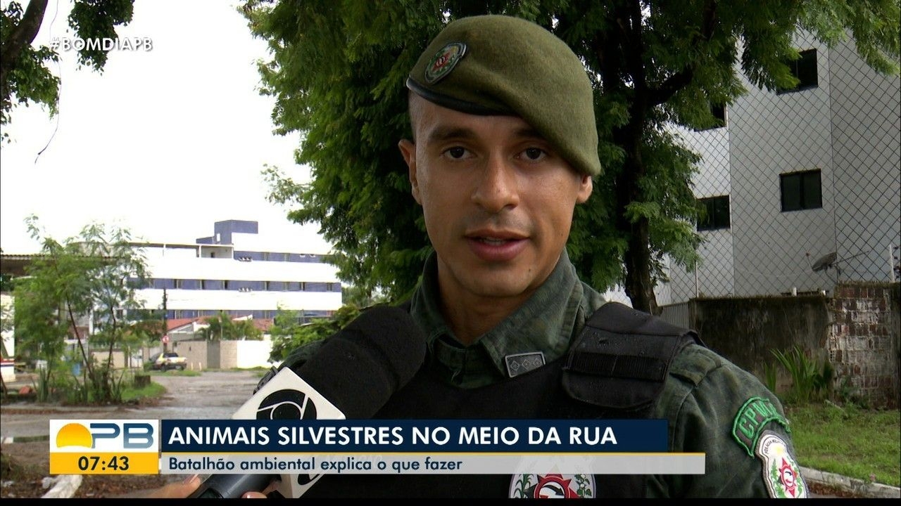 Sagui resgatado em Maceió: como agir com animais silvestres