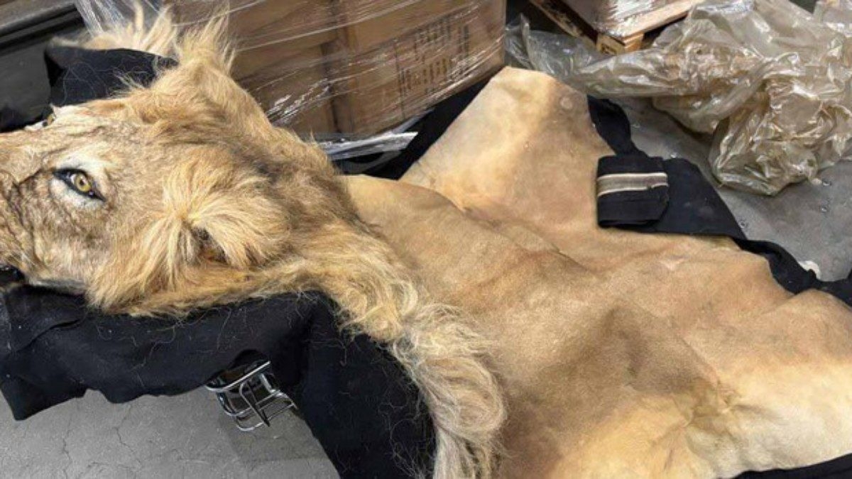 Ibama apreende partes de animais no aeroporto de São Paulo