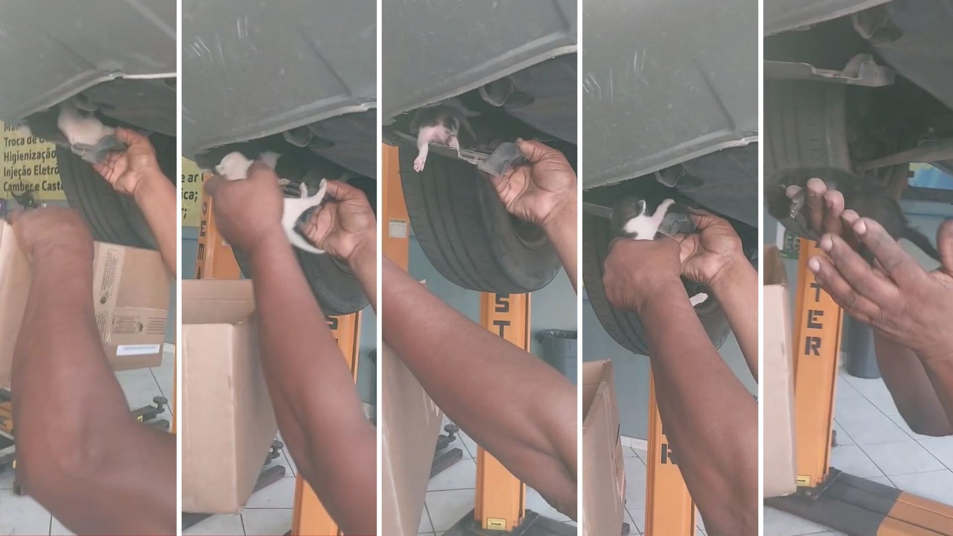 Motorista descobre gatinhos escondidos no motor do carro