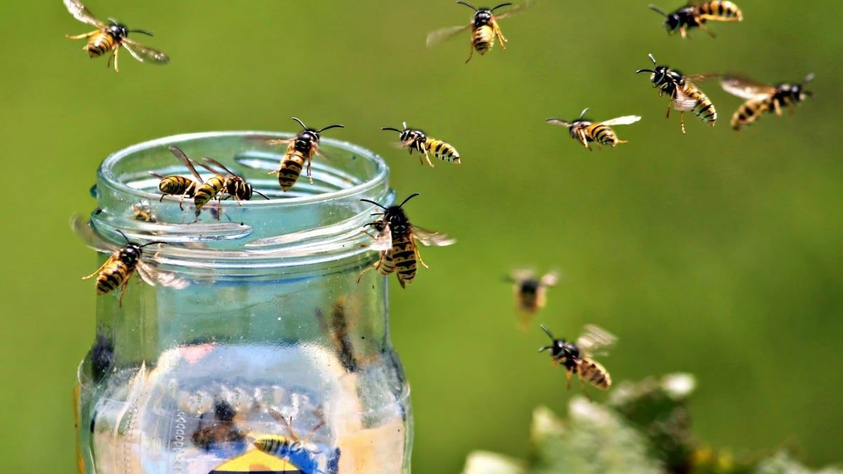 Trampa para Avispas Eficaz para Este Verão