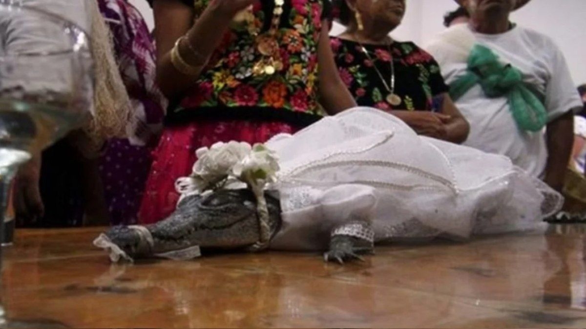 Prefeito do México contrai casamento inusitado com jacaré
