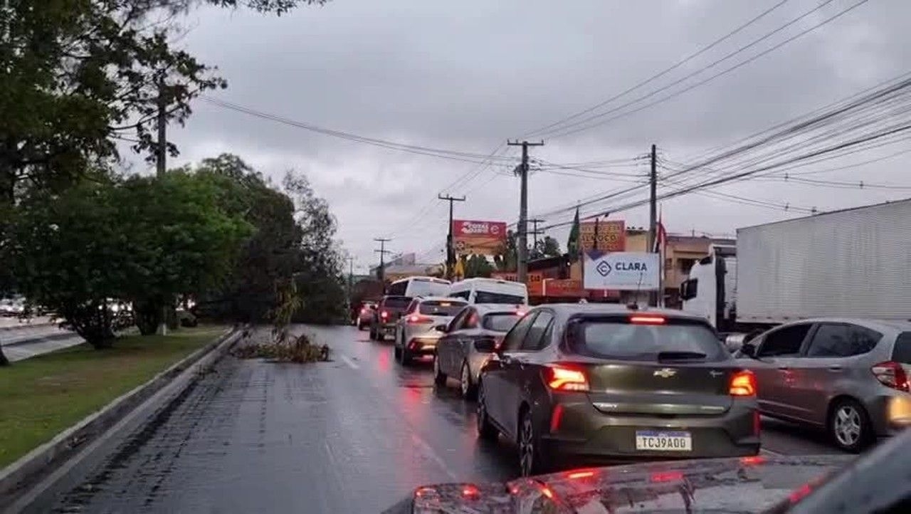 Árvore cai e bloqueia avenida Durval de Góes Monteiro