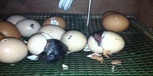 O Brasil entre a disrupção e o insucesso pela divisão