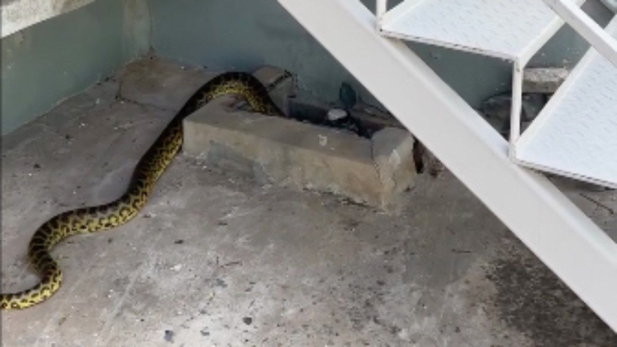 Cobra surpreende moradora em comércio de Corumbá