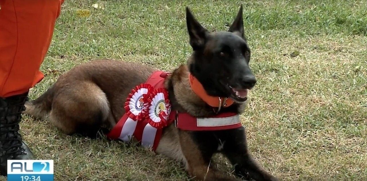 Cães dos Bombeiros Ajudam na Busca de Desaparecidos em Alagoas