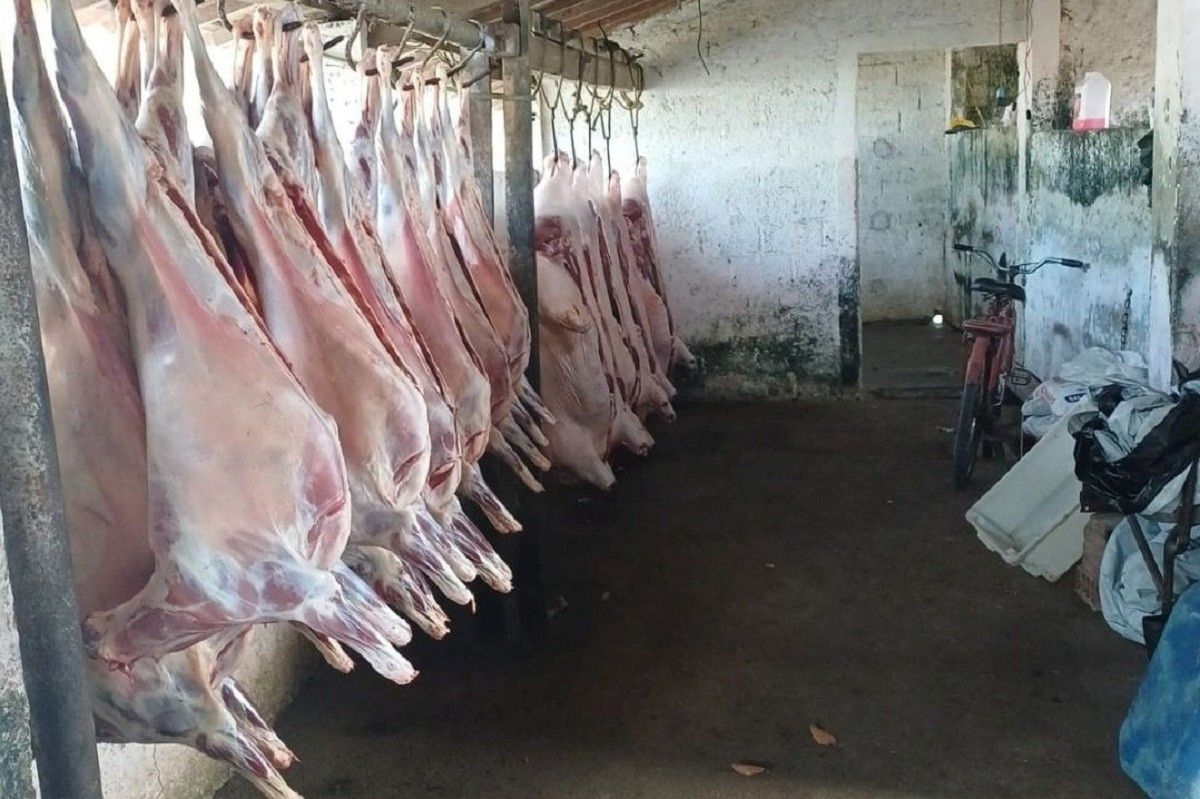 Abatedouro clandestino flagrado em União dos Palmares