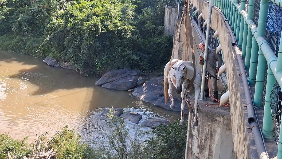 Bombeiros Libertam Cavalos Presos em Trilhos de Trem no RJ