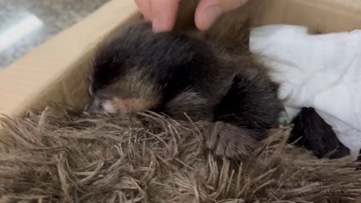 Casal preso por tráfico de macacos no Jardim Botânico