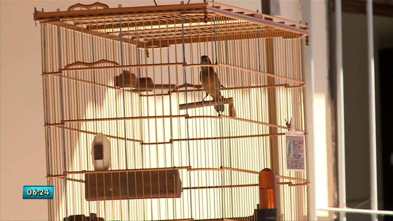 Como Funcionam os Concursos de Canto de Pássaros em Alagoas