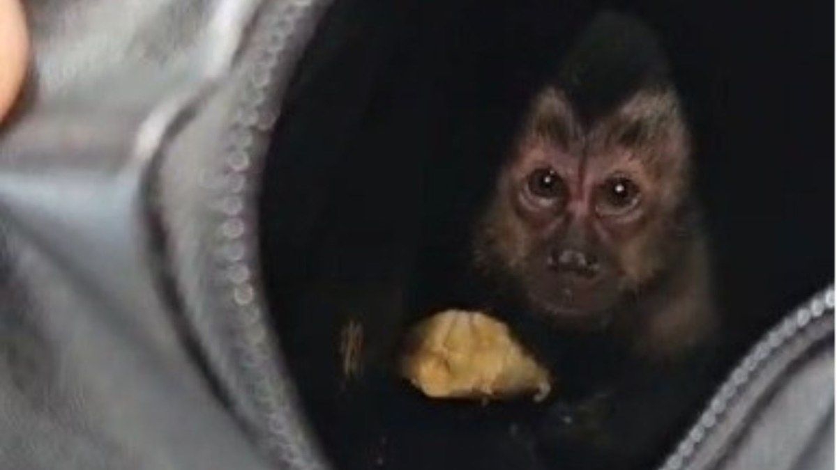 Casal preso por capturar macaco-prego na Floresta da Tijuca