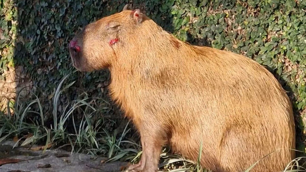 Capivara é agredida por grupo no Rio de Janeiro