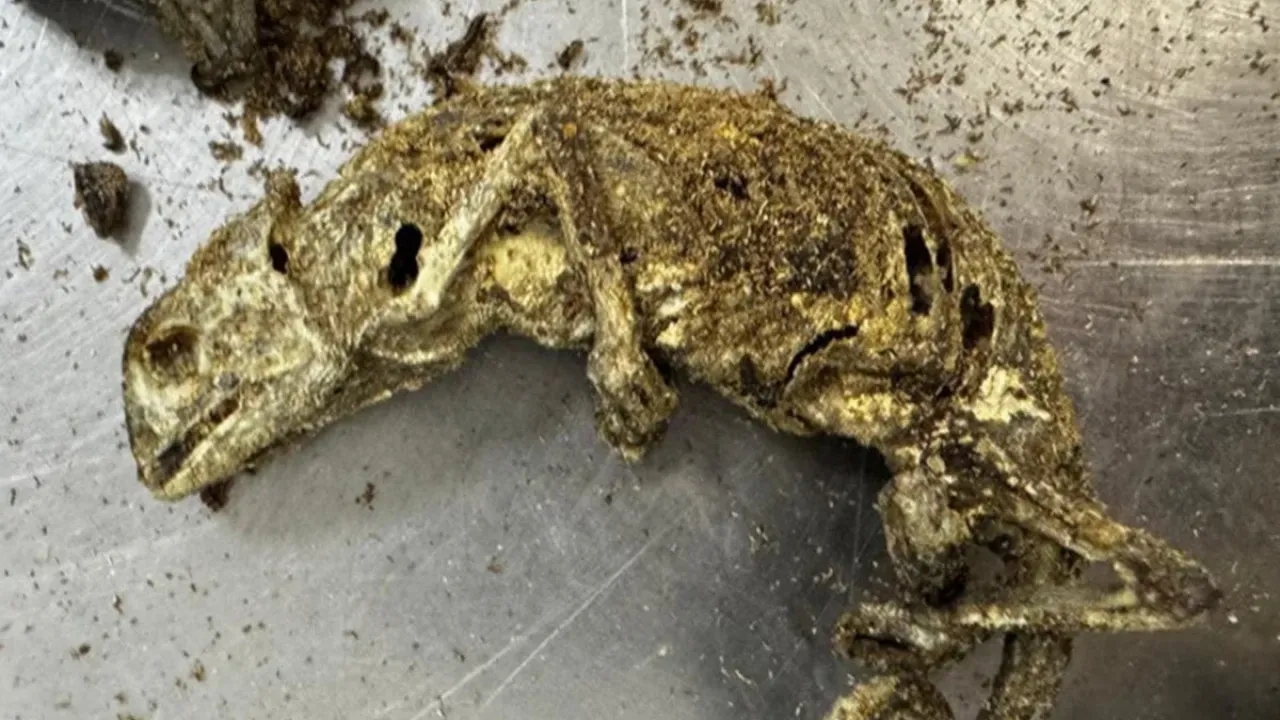 Mala com restos de animais é encontrada em Guarulhos