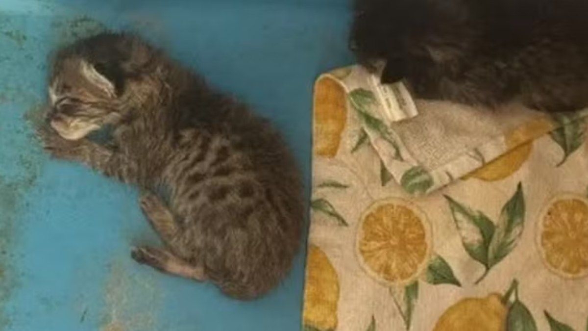 Professora é investigada por alimentar cobra com gato