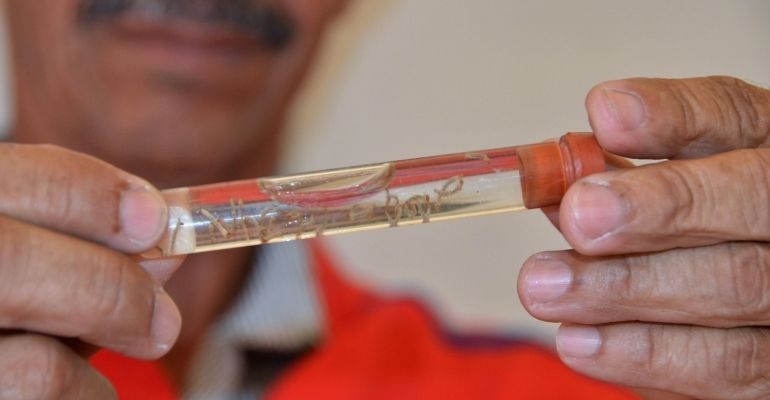 Governo faz apelo à população para adotar medidas preventivas contra a dengue em Alagoas