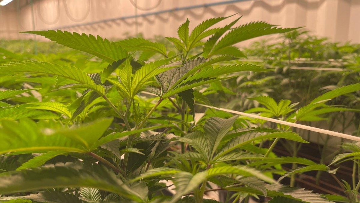 Fazenda Urbana de Cannabis Medicinal Inaugurada em Pernambuco