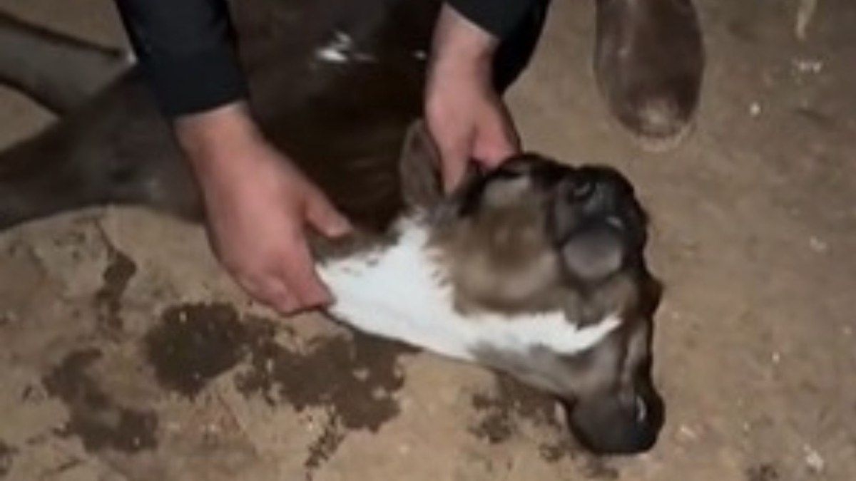 Bezerra nasce com duas cabeças e intriga fazendeiro