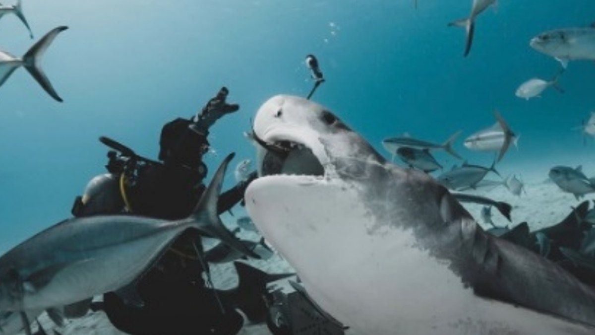 Câmera engolida por tubarão mostra imagens impressionantes