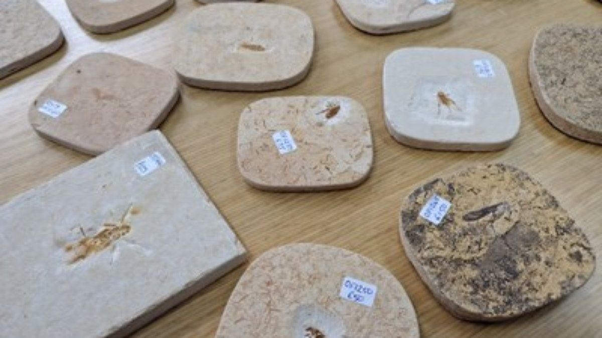 Fósseis Contrabandeados da Europa São Recuperados pelo Brasil