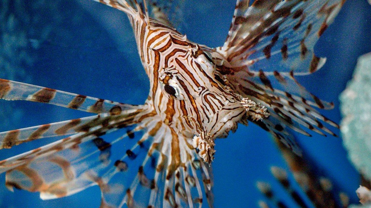 Captura de peixe-leão venenoso alerta para riscos na Bahia