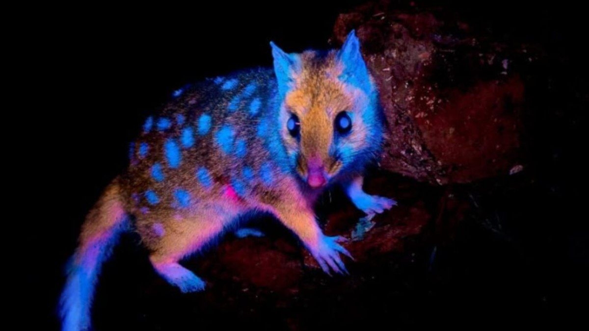 Marsupial que brilha no escuro é visto pela 1ª vez