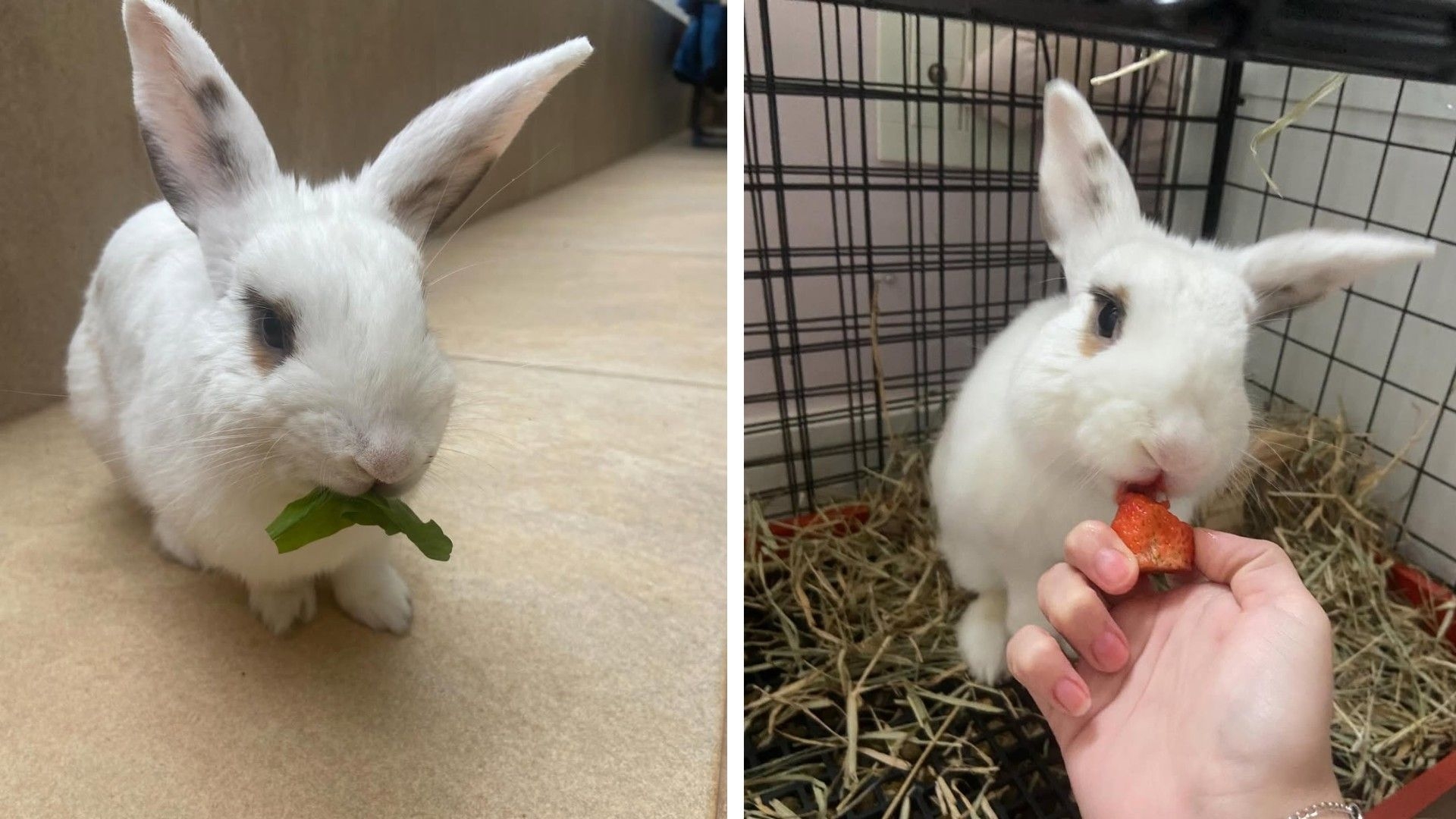 Cenouras podem afetar saúde dos coelhos; entenda a verdade