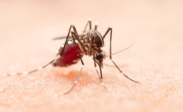 Sesau confirma segunda morte por dengue em Alagoas em 2024