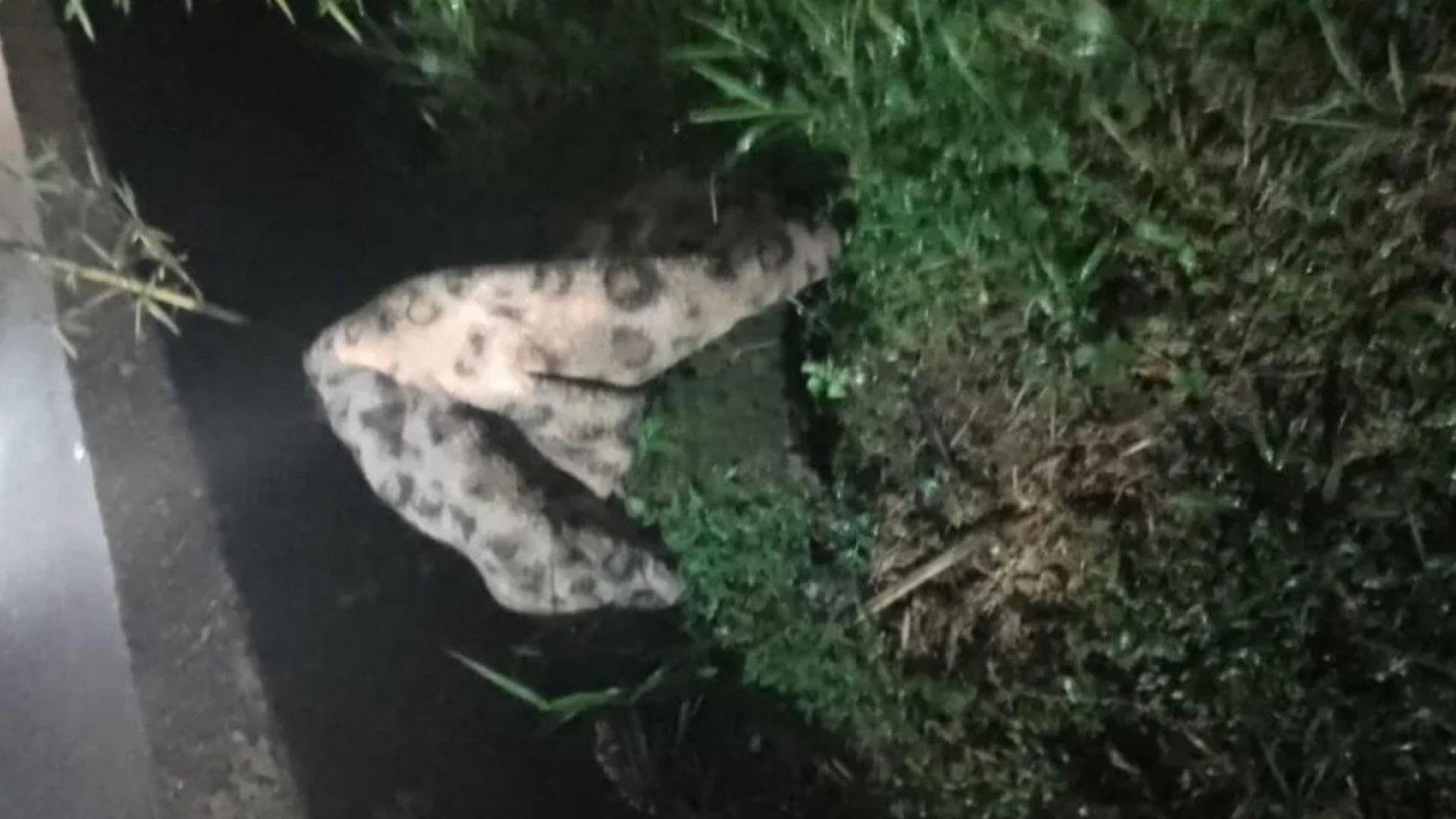 Bombeiros são chamados para resgatar onça... que era, afinal, um cobertor