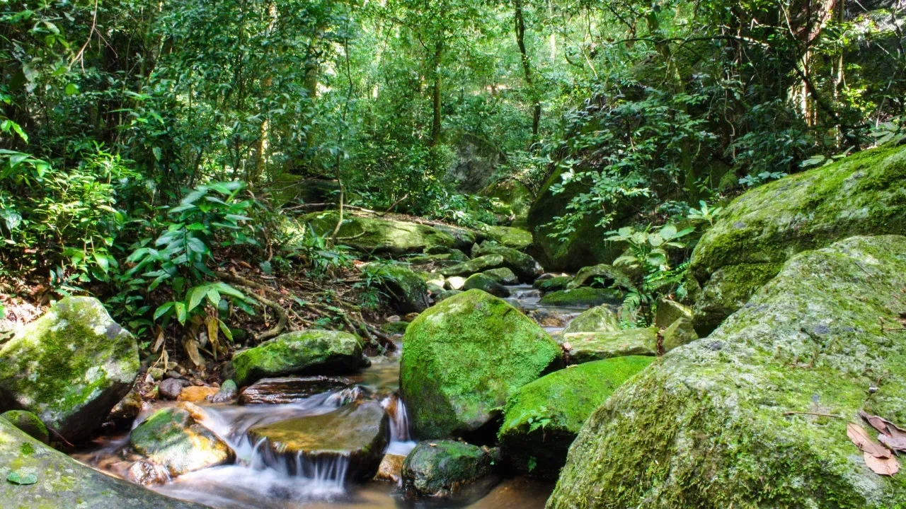 Avanços importantes em 2025: 10 boas notícias para lembrar