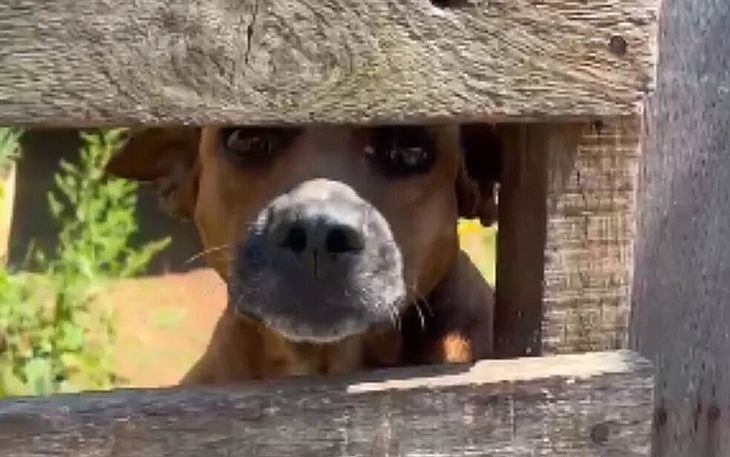 Cachorro caramelo arranca parte da orelha de ladrão e impede furto de casa em Goiás