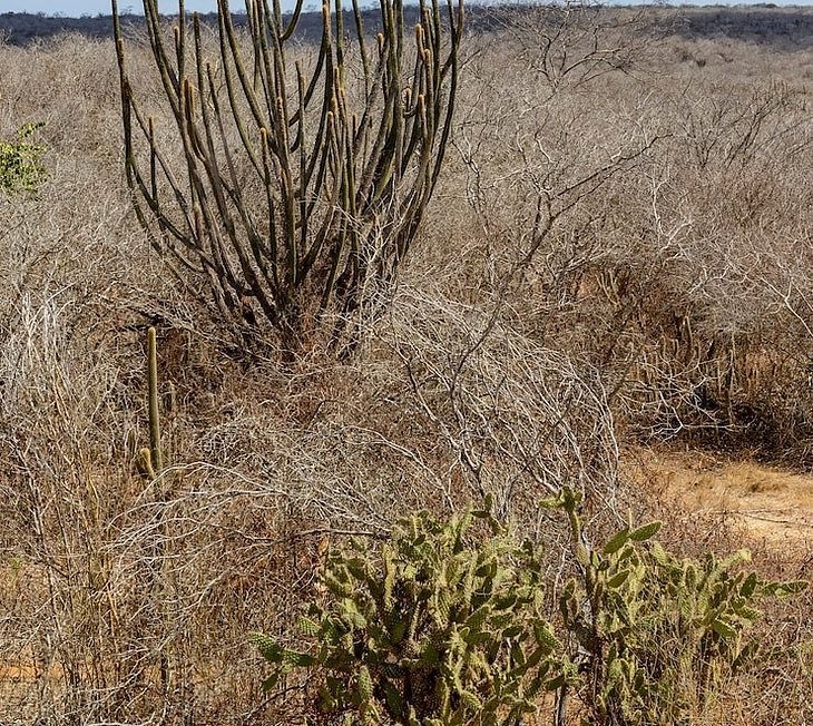 Alerta meteorológico: umidade do ar volta a ficar abaixo de 20% em Alagoas