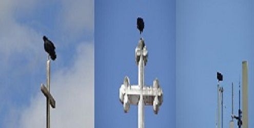 Lixo atrai urubus, ratos, cobras, escorpiões e lagartos, este muda de cor